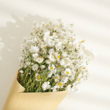 Dried Daisy Flowers Bouquet Dried White Flowers With Stems