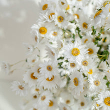 Dried Daisy Flowers Bouquet Dried White Flowers With Stems