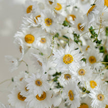 Dried Daisy Flowers Bouquet Dried White Flowers With Stems